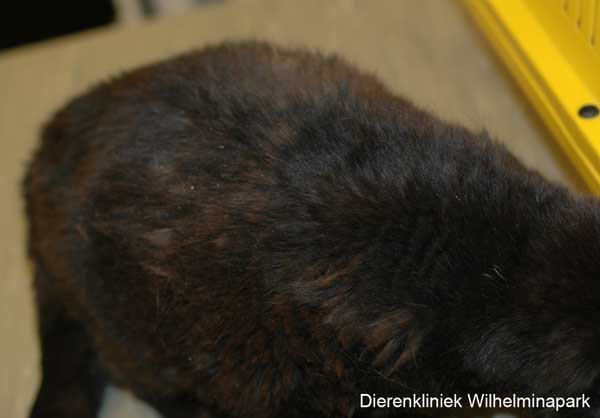 Afwijkende vacht van een kat omdat deze zichzelf niet meer schoonlikt